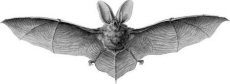 Morcego - Plecotus auritus (Linnaeus, 1756)