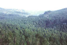 Floresta de eucaliptos na Serra de Montejunto (a norte de S. Salvador), escondendo uma morfologia de vales encaixados e vertentes com cornijas (Foto J. A. Crispim, 2000).