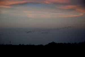 Nuvem de morcegos a sair da gruta de Carlsbad @JACrispim-CeGUL-SPE 2009