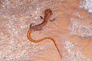 Cave Salamander, Eurycea lucifuga @ Pilar Vicente - SPE. 2009